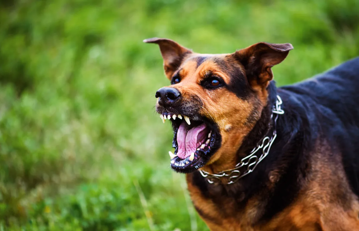 Un chien agressif