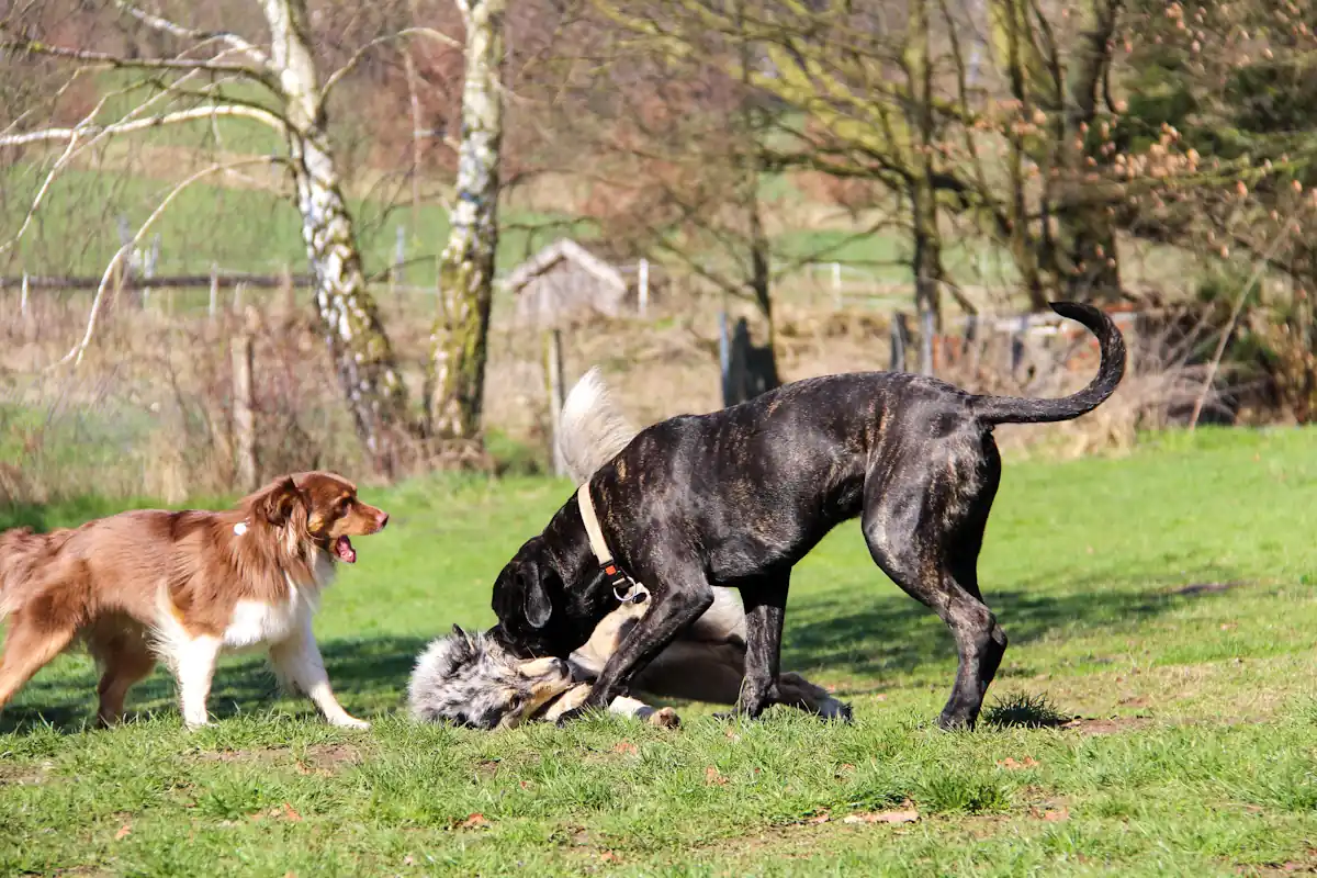 Des chiens qui jouent ensemble