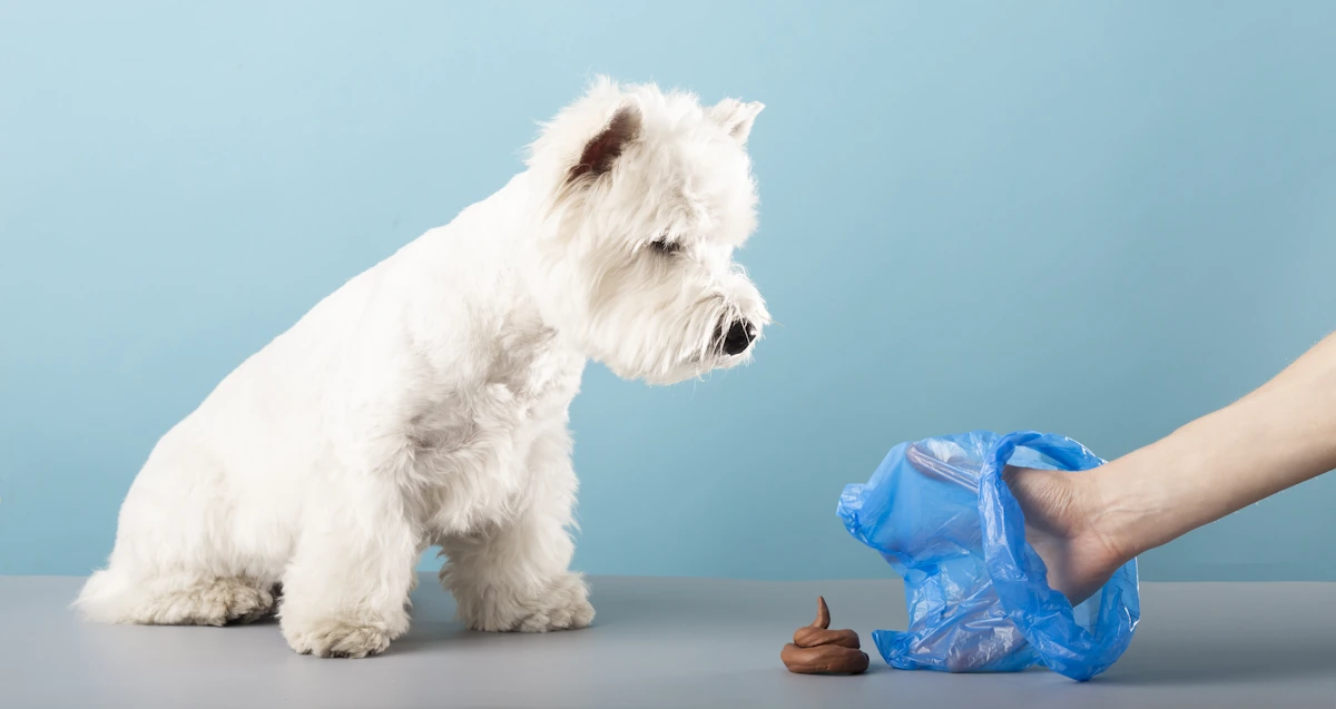 Une personne qui ramasse une crotte à côté d'un chien blanc