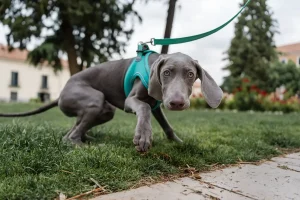 Un chien qui fait ses besoins sur une pelouse