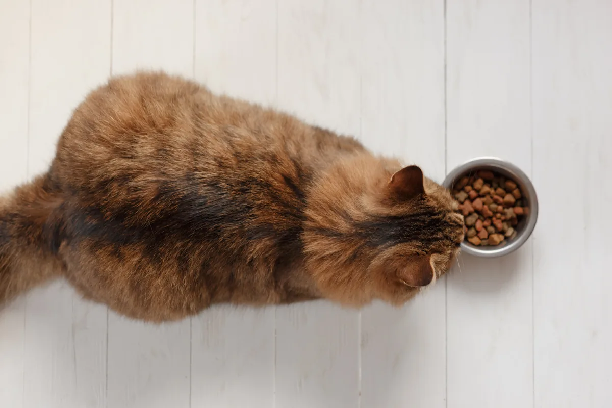 Un chat qui regarde sa gamelle pleine de croquettes