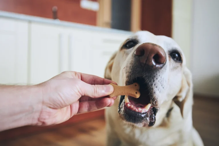 Une personne qui donne des friandises à un chien