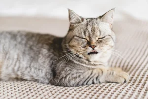 Un chat qui ronronne