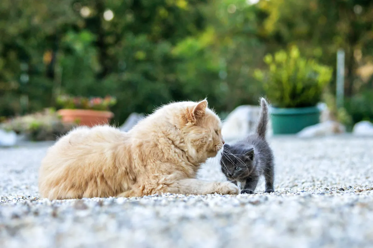 chat adulte stressé face à un niouveau chaton