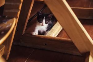 Un chat qui se cache