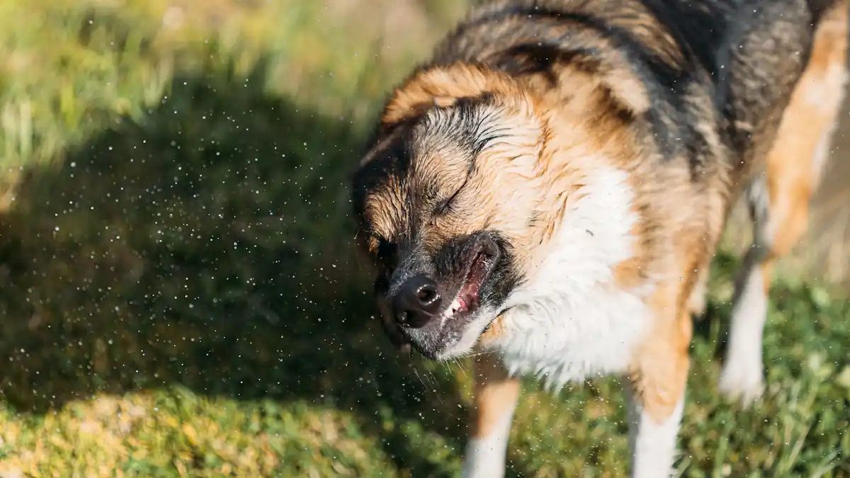 Un chien qui éternue