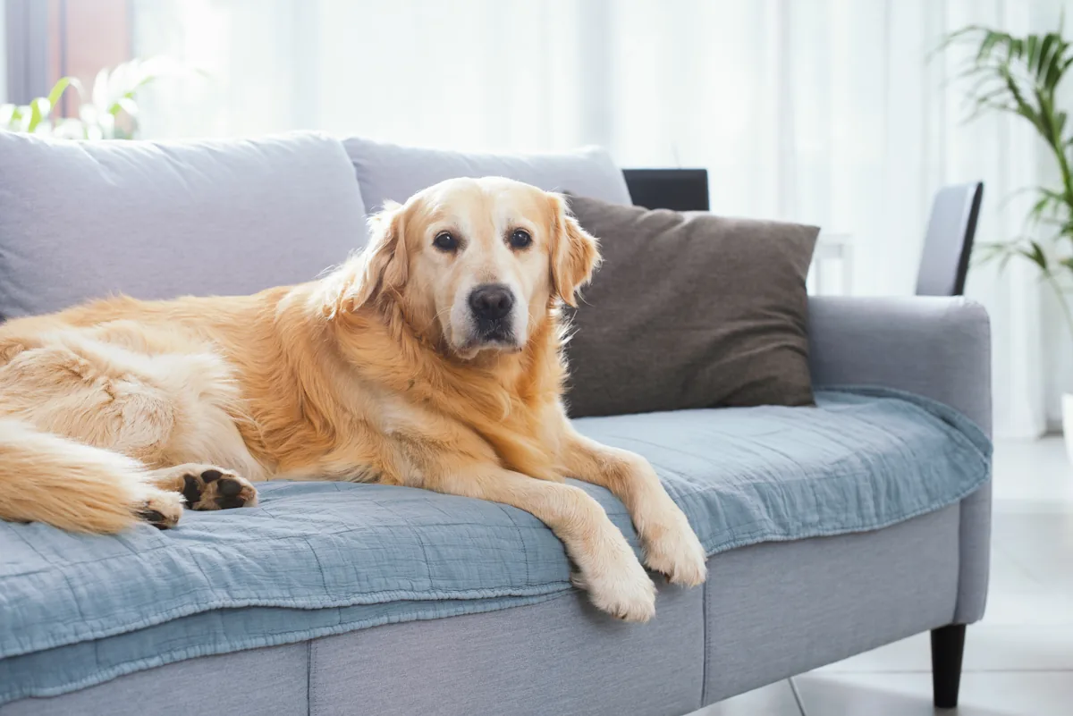 Un chien confortablement installé sur un canapé