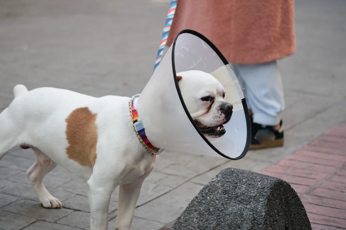 Un chien avec une collerette