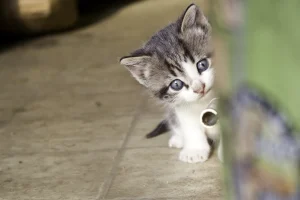 attirer un chaton qui se cache