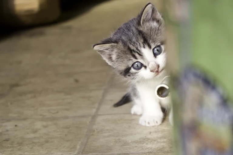 attirer un chaton qui se cache