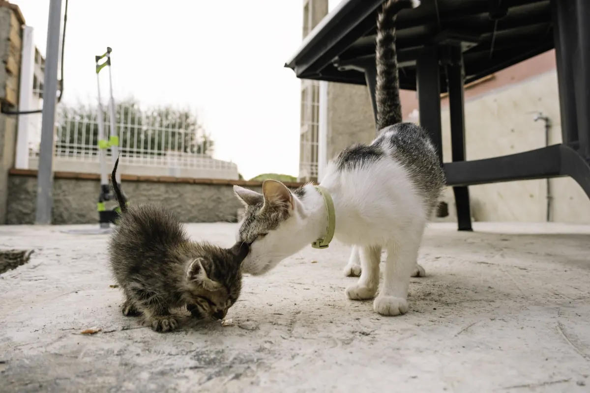Un chat adulte qui grogne chaton