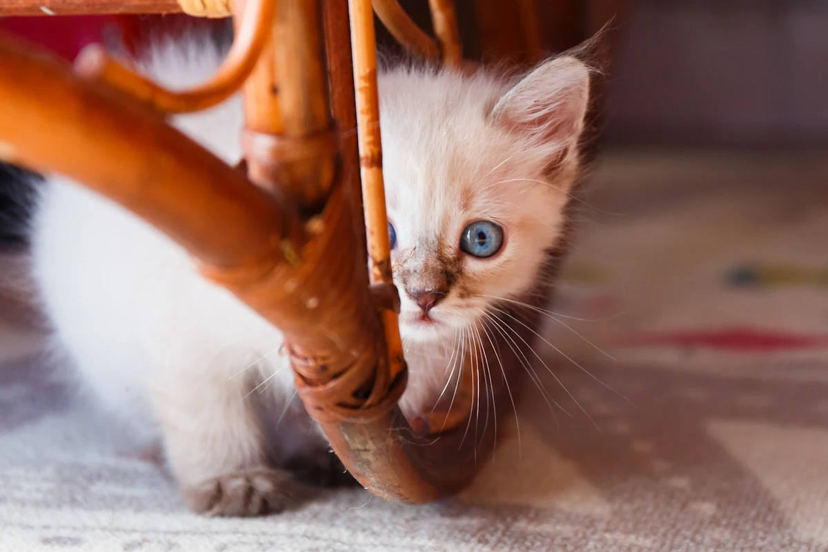 Un chaton qui se cache après adoption