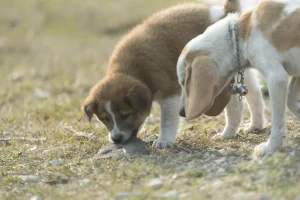 Des chiens qui chassent une sourris