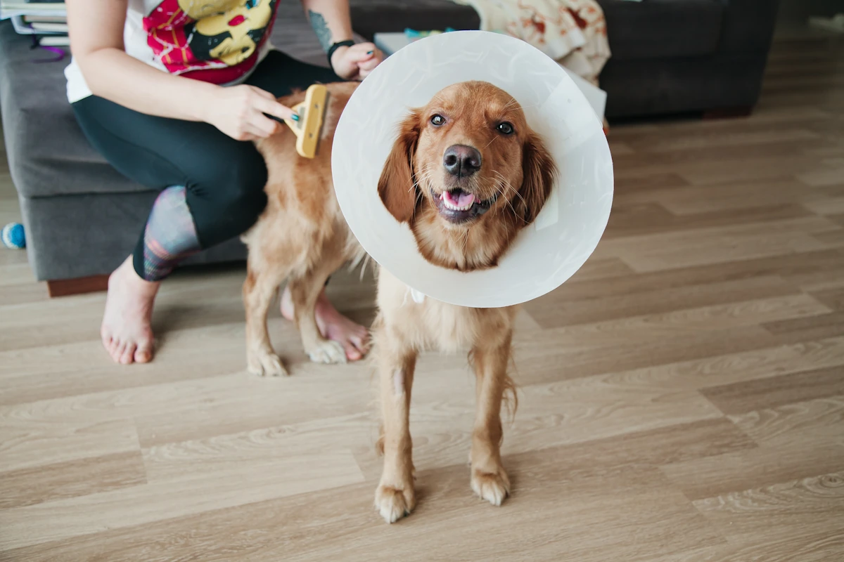 Un chien avec une collerette qui se fait brosser les poils
