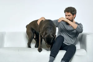 Un homme qui essaie de faire descendre un chien du canapé