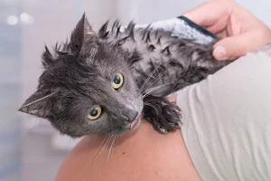 laver un chat qui a des puces