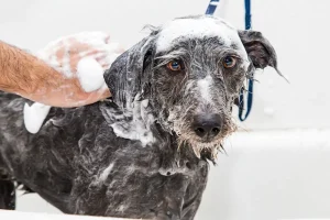 une personne qui lave un chien