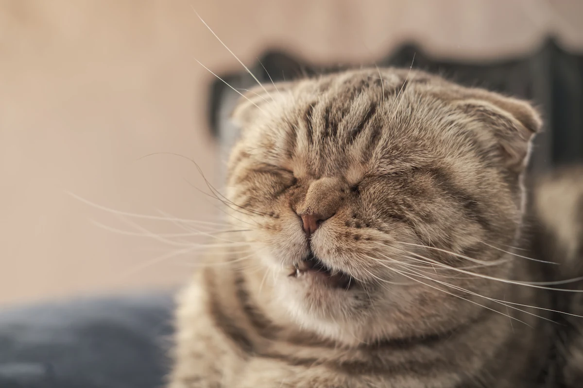 Un chat qui ronronne