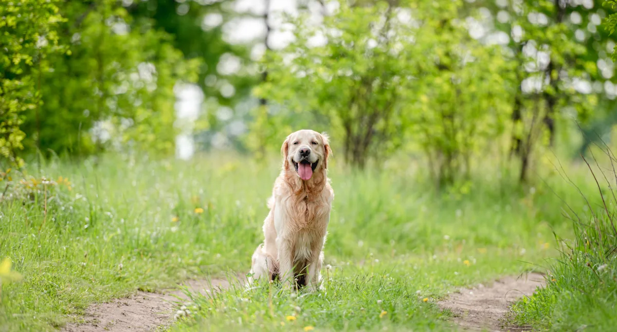 Un chien libre sans laisse dans un jardin