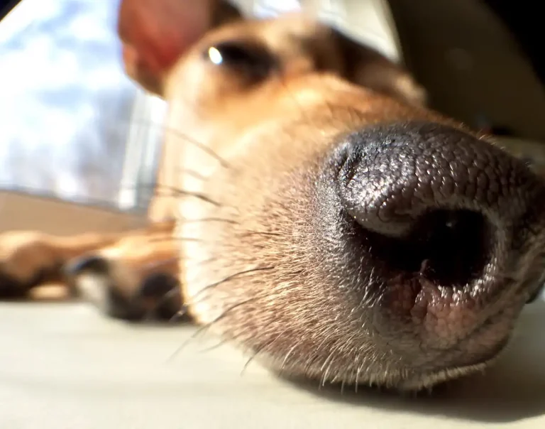 Un chien avec un museau gonflé un côté