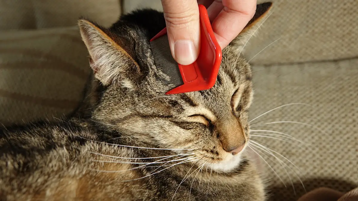 Une personne qui utilise une peigne anti-puce sur un chat