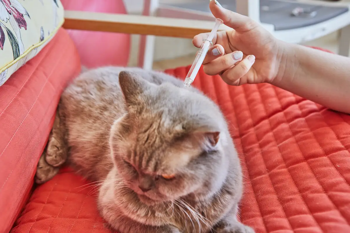 Une personne qui utilise une pipettes spot-on pour chat