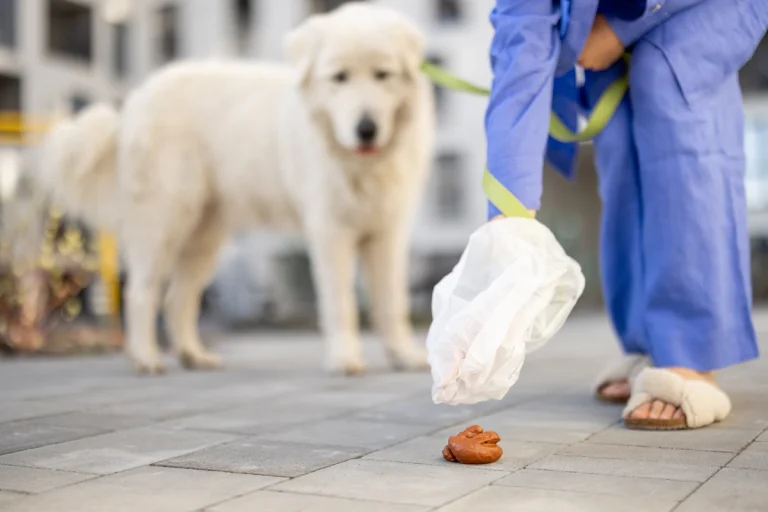 Une personne qui ramasse une crotte de chien avec un sac blanc