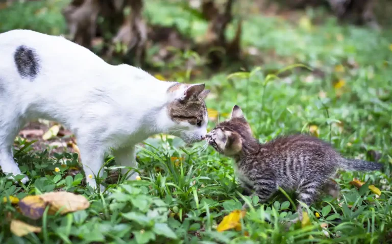 Un chat adulte et un chaton qui se regardent