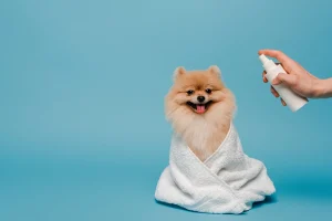 Une personne qui applique du utiliser le shampooing sec pour chien